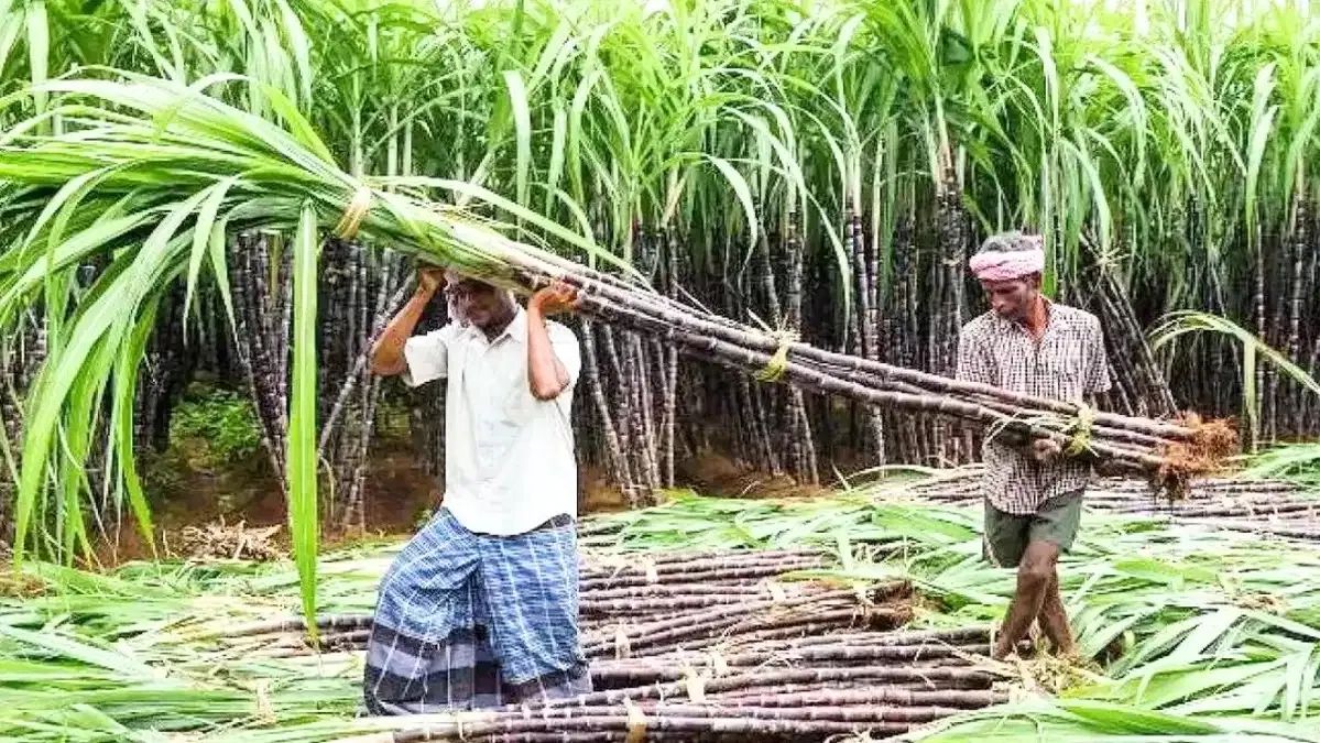 SUGERCANE, GANNE