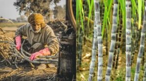 फेसबुक लाइव के जरिए यूपी में 9 लाख से अधिक गन्ना किसानों को प्रशिक्षण