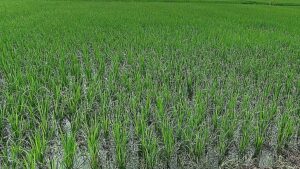 AGRICULTURE