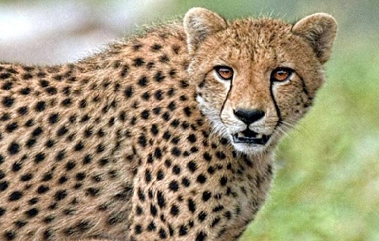 कूनो नेशनल पार्क में एक और बड़ा झटका, नामीबियाई मादा चीता ‘नाभा’ की मौत – घायल होने के एक हफ्ते बाद तोड़ा दम